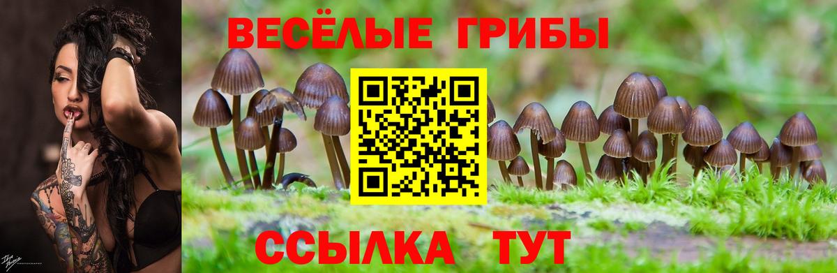 Псилоцибиновые грибы Cubensis Сатка