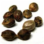 Семена марихуаны АК-47  (Seeds AK-47) в Сатке